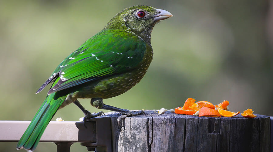 bird eating oranges