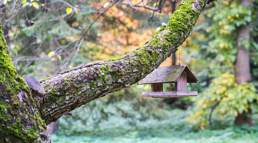 bird house in tree