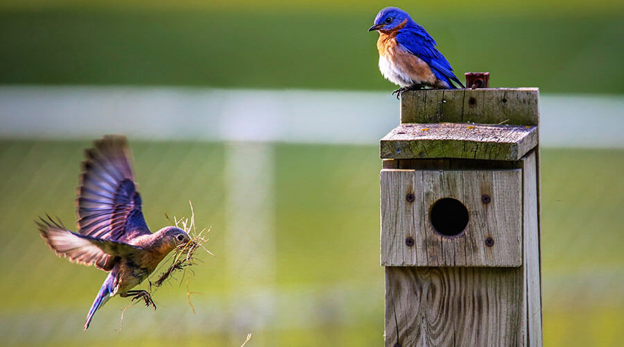 blue birds nesting