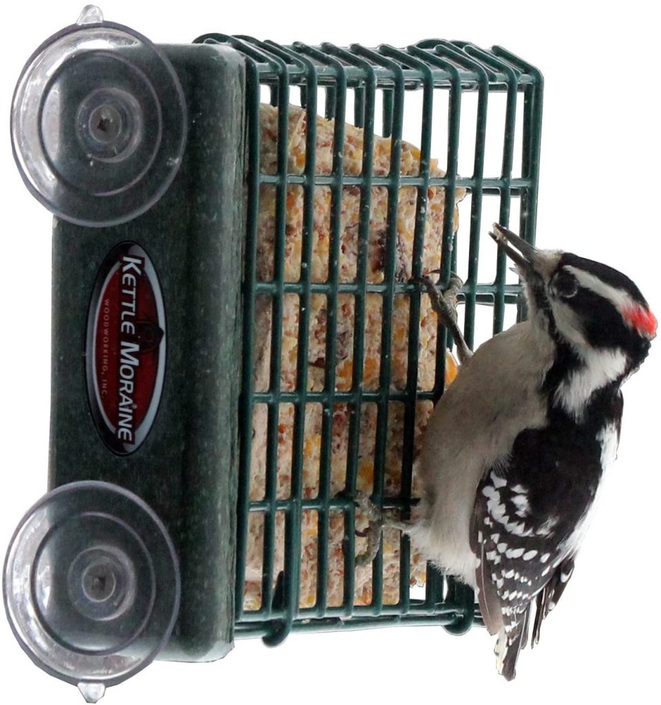 woodpecker feeder