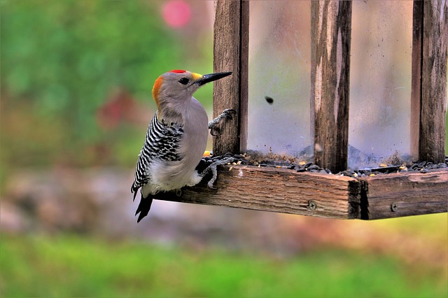 woodpecker feeder