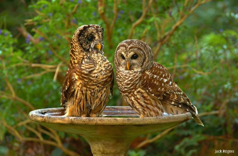 birds keeping cool in the backyard