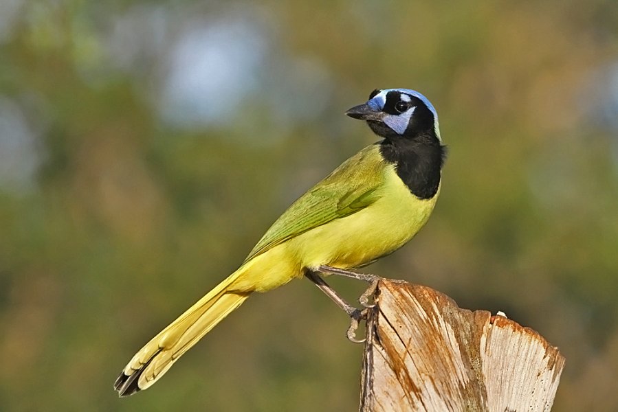 green jay in south texas