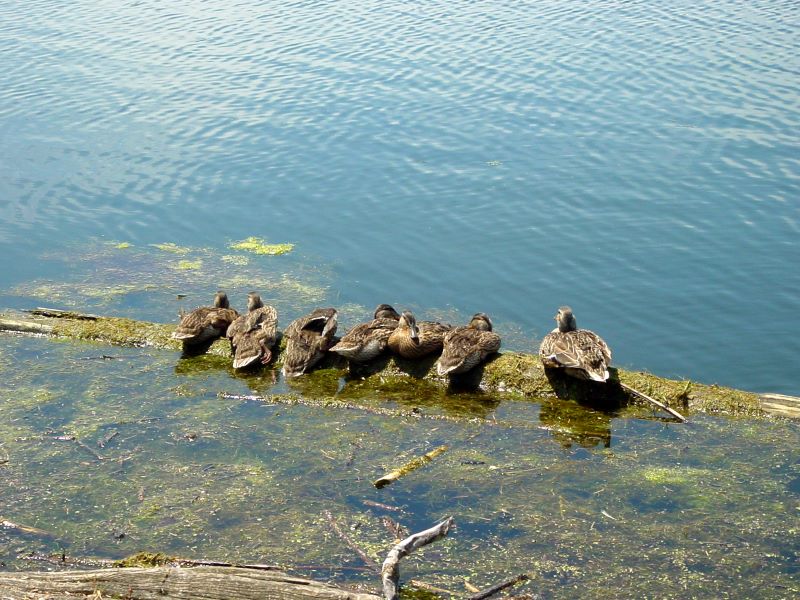 bird watching in heritage park