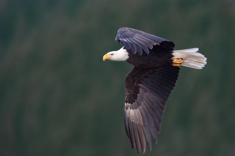 bald eagle