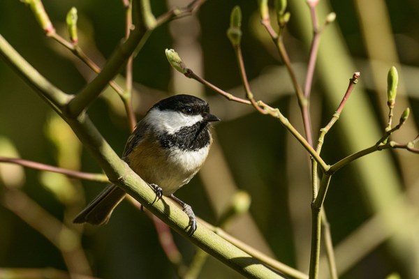 bird in the pacific northwest