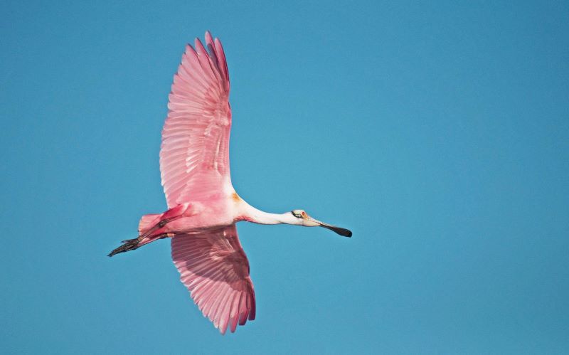 Spoonbill