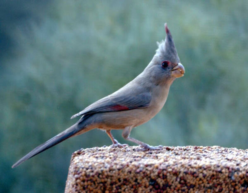 Blue Jay And Cardinal Hybrid