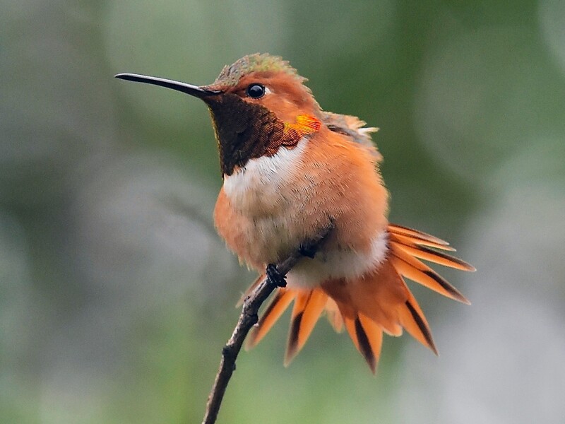 allens hummingbird