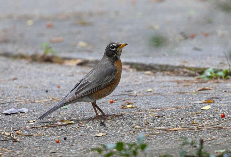 american robin