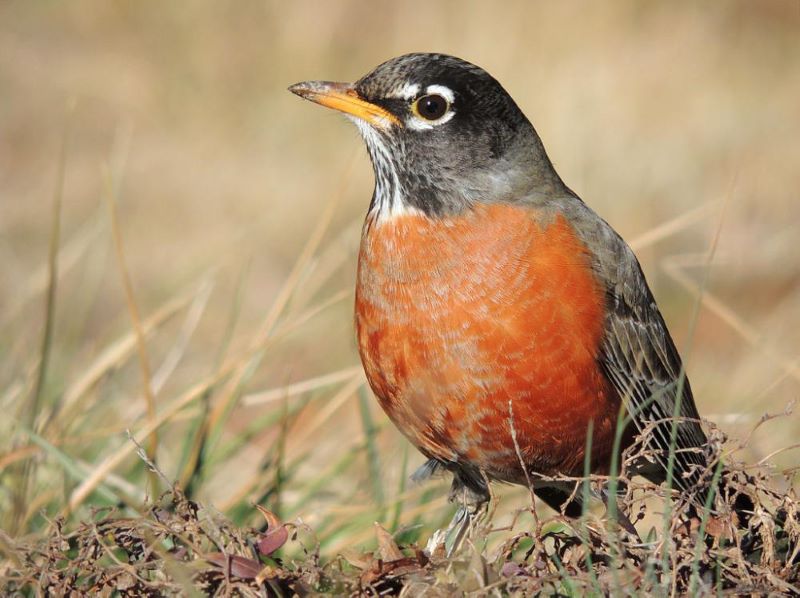 american robin