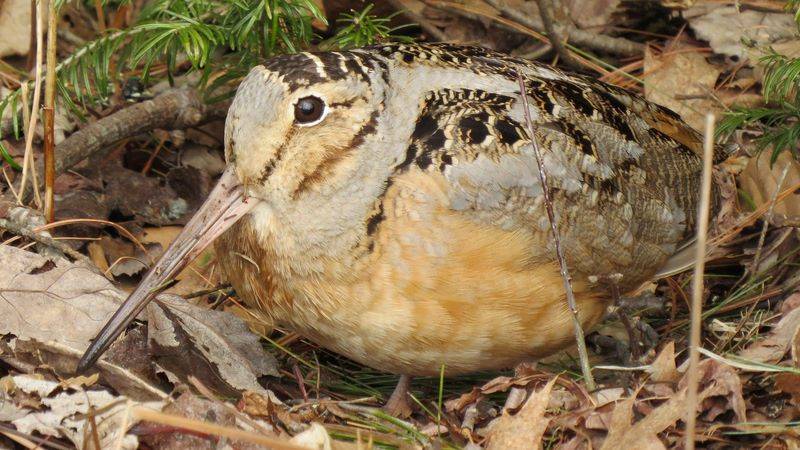 american woodcock