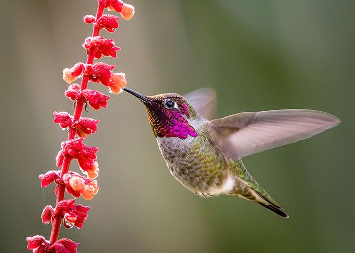 annas hummingbird