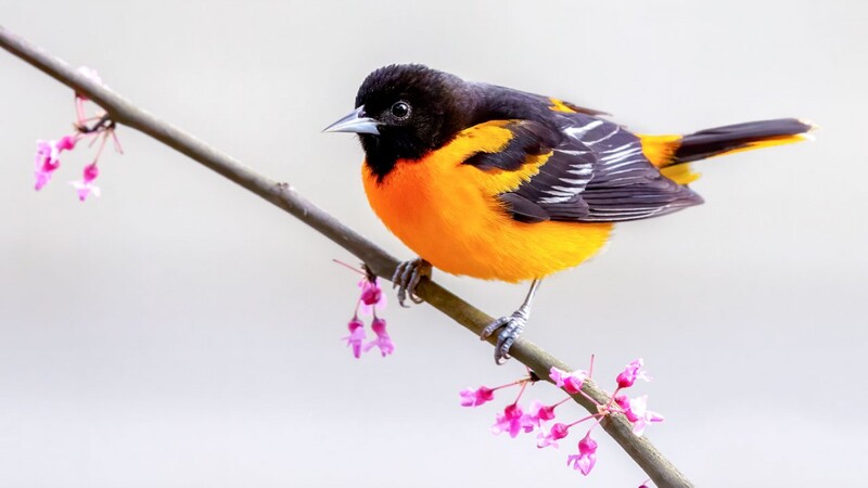 do orioles like suet