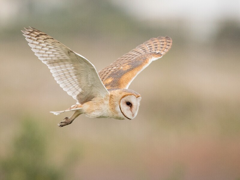 barn owl