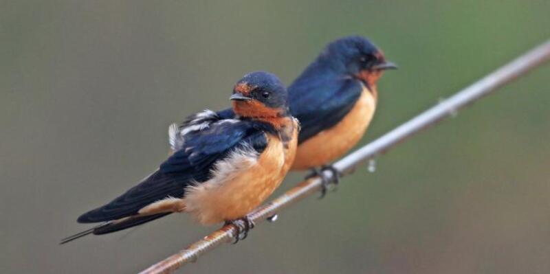 barn swallow