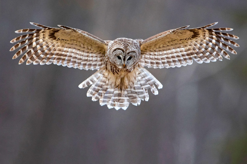 barred owl hunting