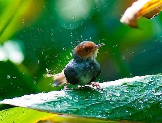 birdwatching in the rain