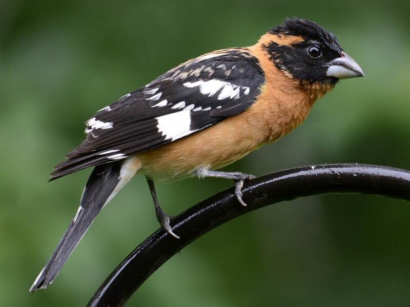 black headed grosbeak