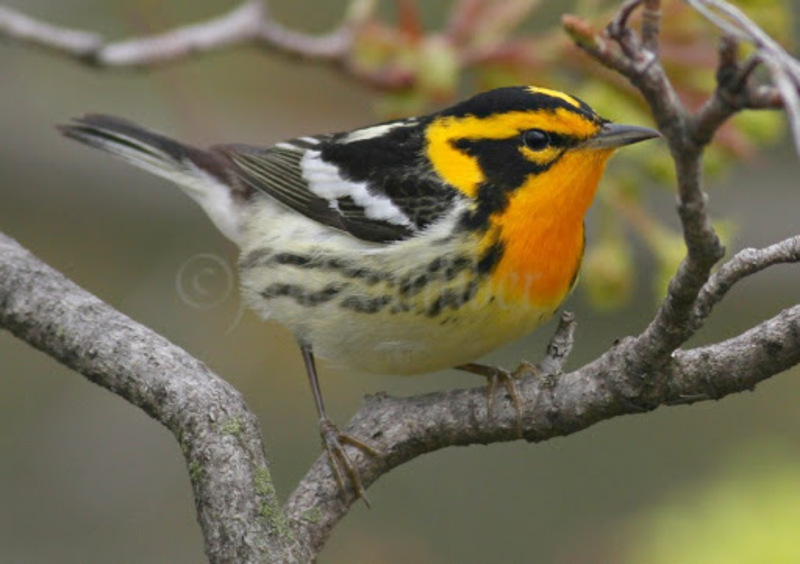 blackburnian warbler