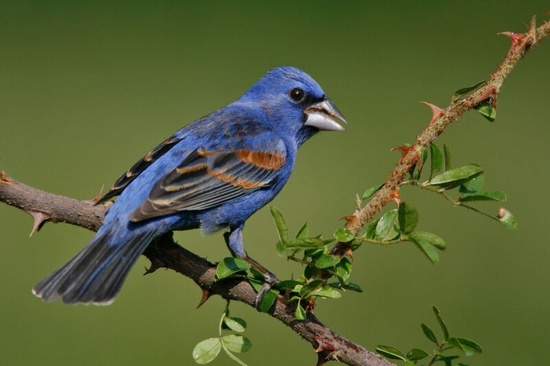 blue jay and cardinal mix