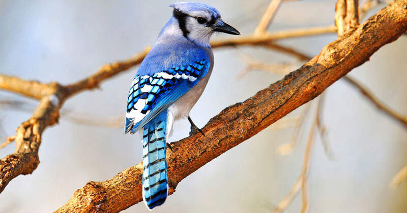 Blue Jay & Cardinal – My Bird of the Day