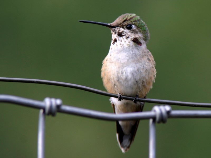 broad tailed hummingbird