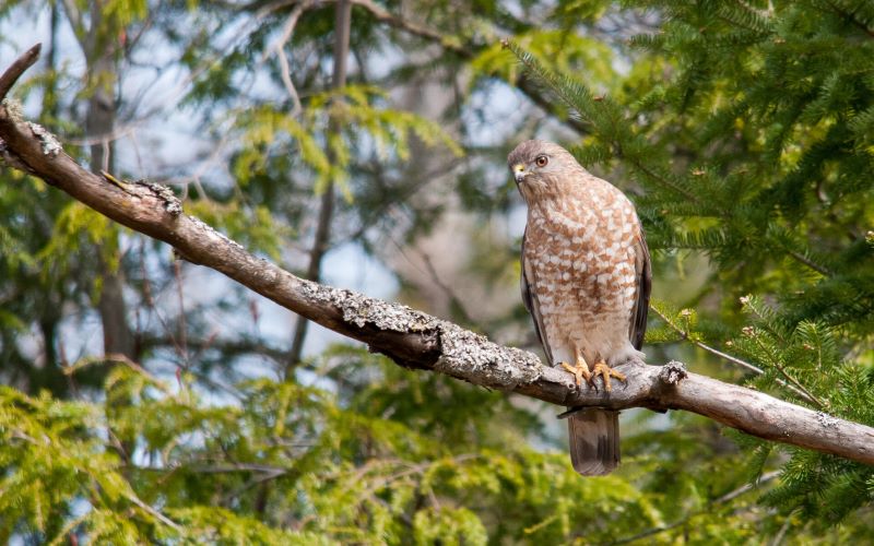 broad winged hawk