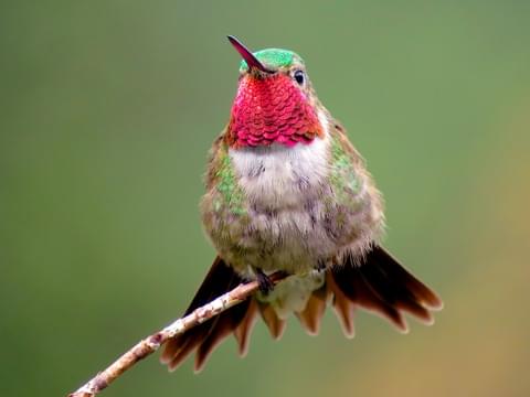 broadtailed hummingbird