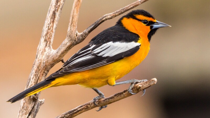 bullocks oriole