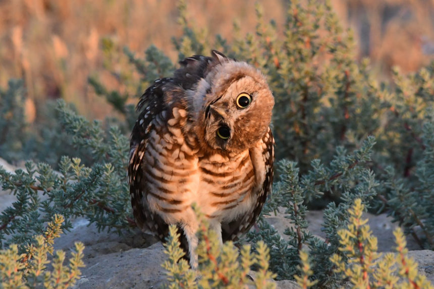 burrowing owl