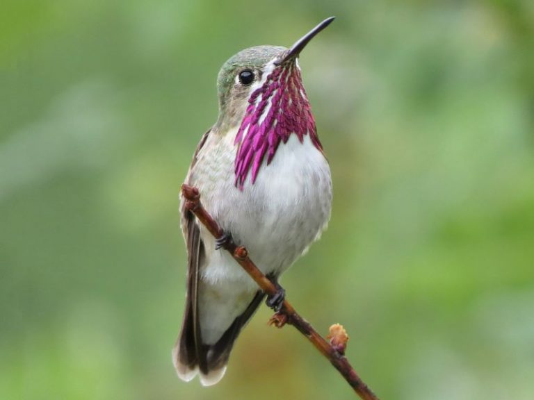 Hummingbirds In Ohio (7 Species Pictured) Daily Birder