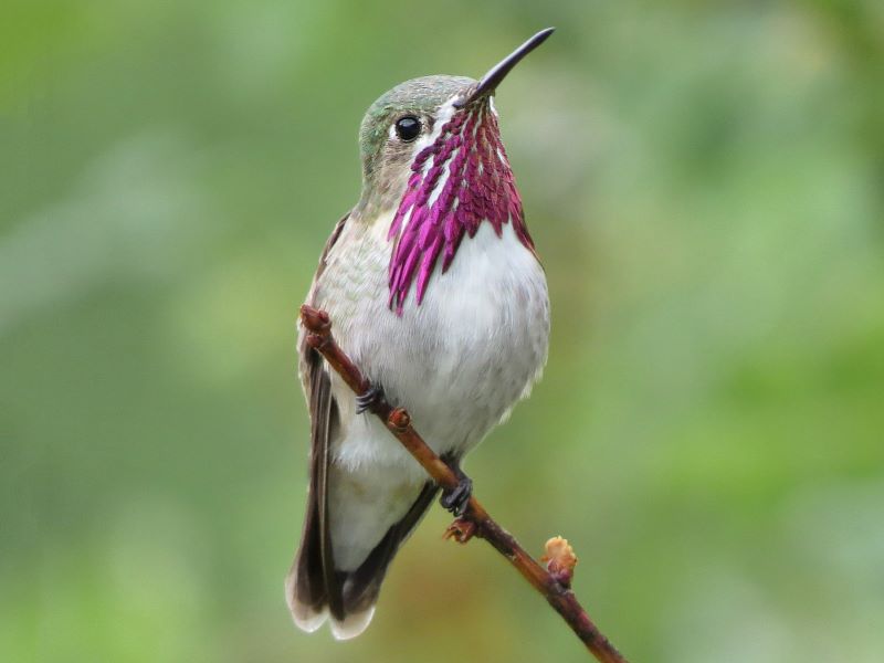 Hummingbirds in Colorado (10 Species Pictured) Daily Birder