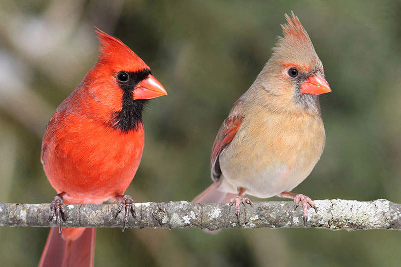 flock of cardinals