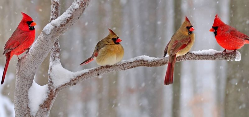 cardinals perched in the winter