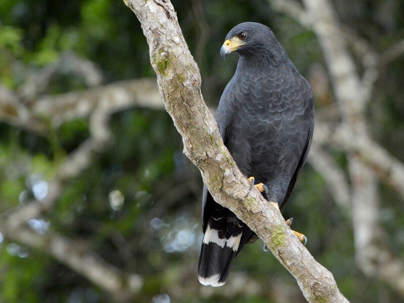 common black hawk