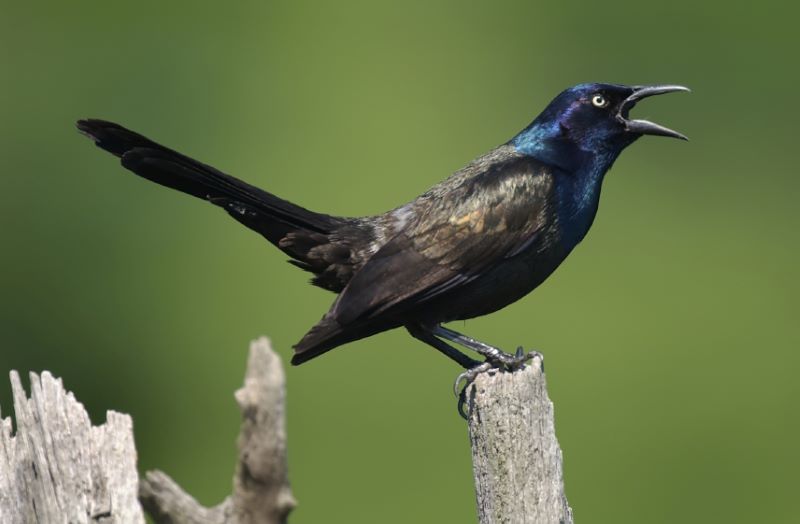 Black Bird With A Blue Head The Common Grackle Daily Birder