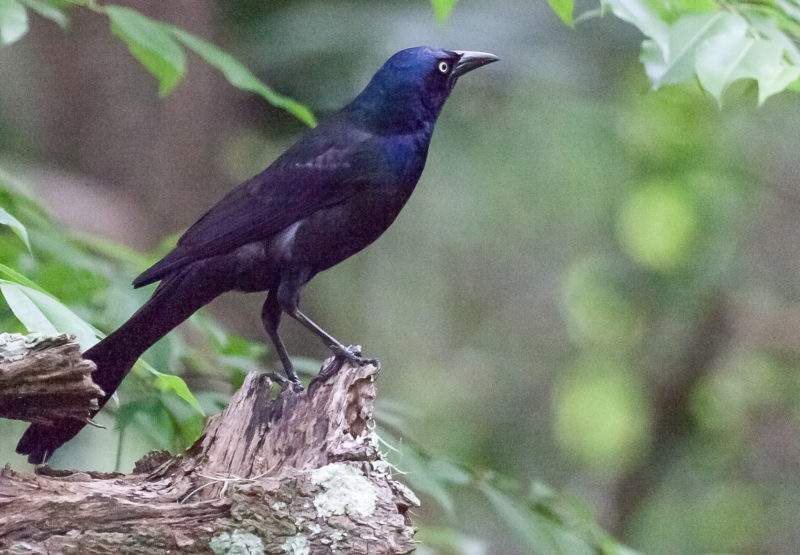 Common Grackle