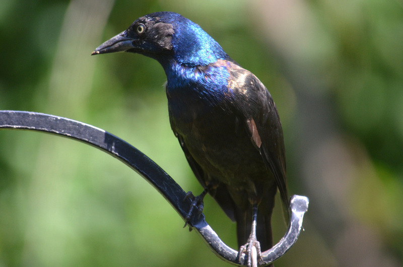 common grackle