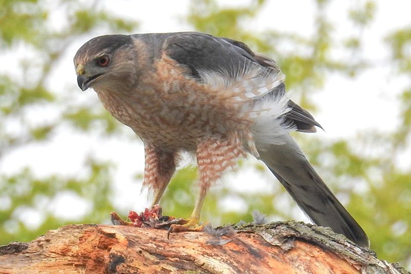 coopers hawk