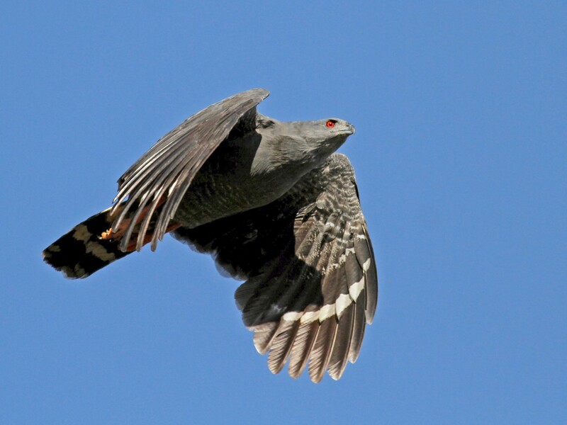 crane hawk