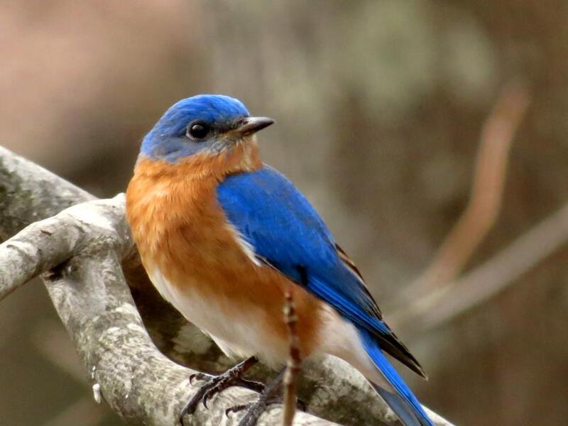 Orange Breasted Birds A Complete Guide Daily Birder   Eastern Bluebird 