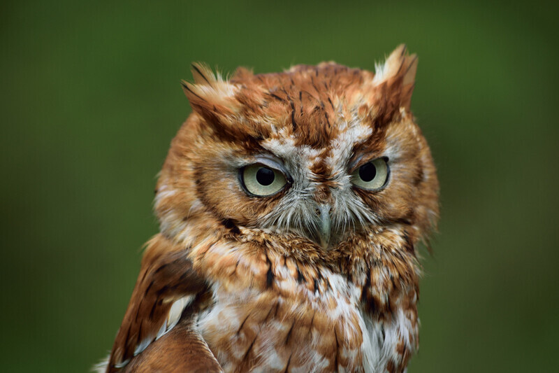 eastern screech owl