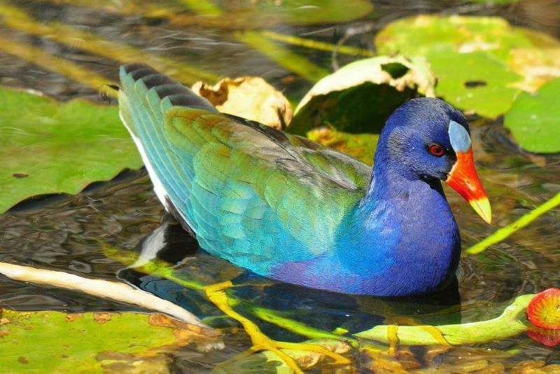 everglades bird