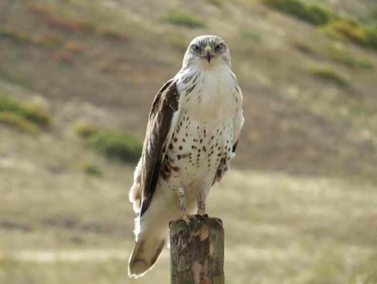 Hawks In Texas (12 Species With Pictures) Daily Birder