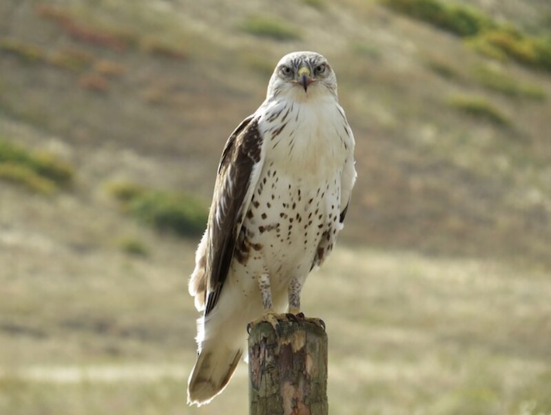 ferruginous hawks