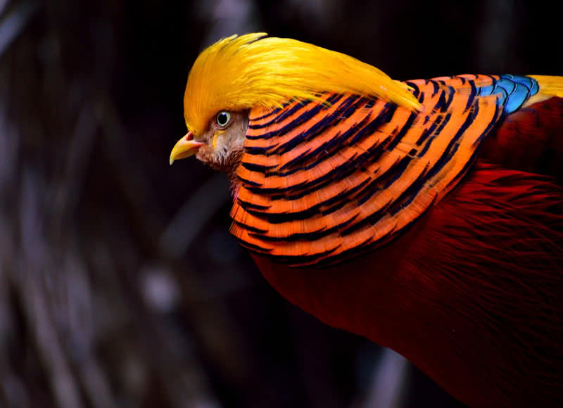 beautiful golden pheasant