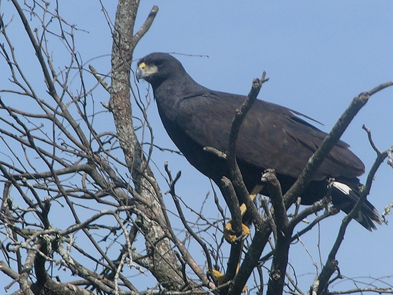 great black hawk