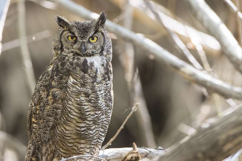 great horned owl