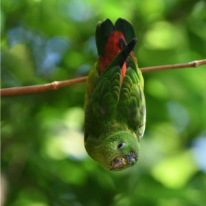 hanging parrot